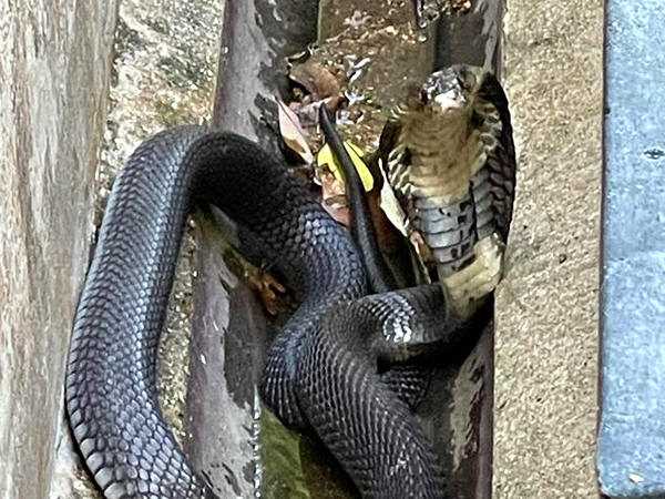 Monocled cobra snake