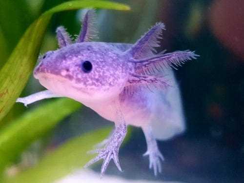 Mosaic Axolotl: Breeding and Reproduction