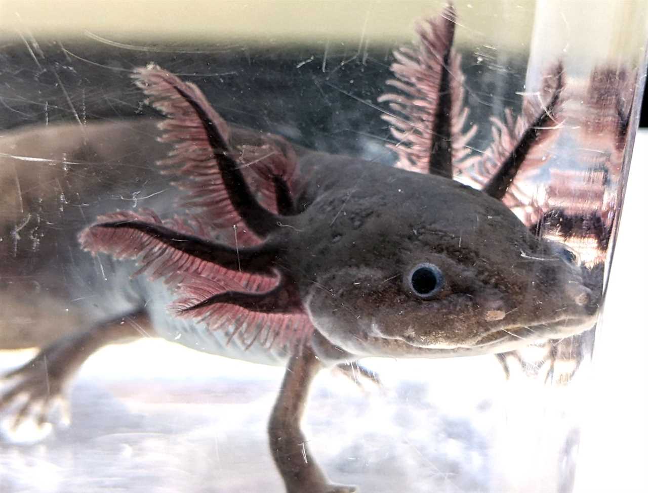 Mosaic Axolotl: A Unique and Exotic Amphibian for Your Aquarium