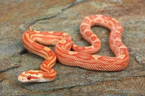 The Habitat and Distribution of the Motley Corn Snake