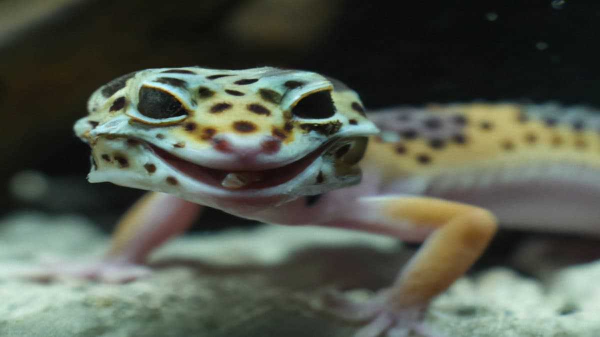 Mouth Rot Leopard Gecko - Vital Frog