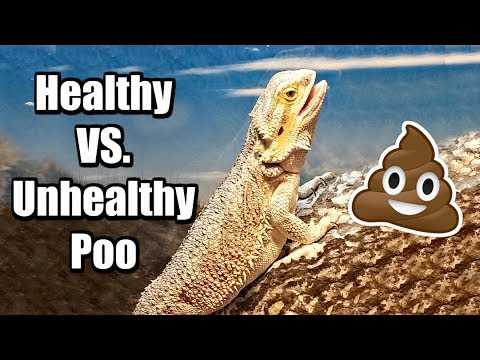 Mucus unhealthy bearded dragon poop
