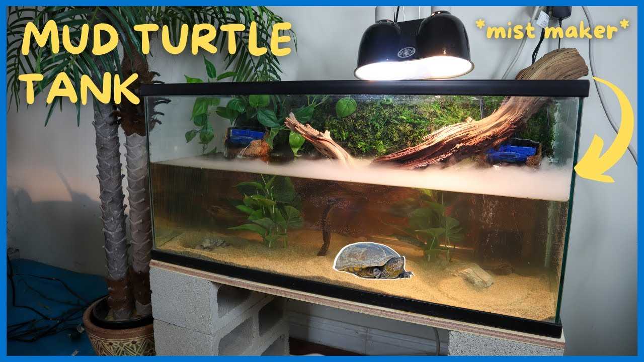 Setting up the Tank Bedding for Your Mud Turtle