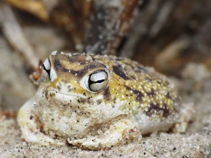 Behavior and Characteristics of the Namaqua Rain Frog