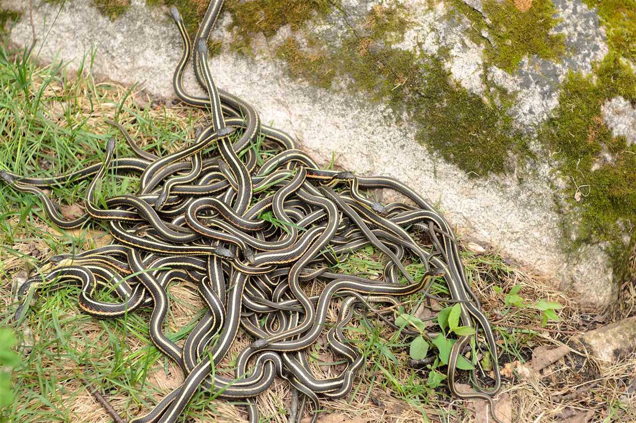 Name for a group of snakes