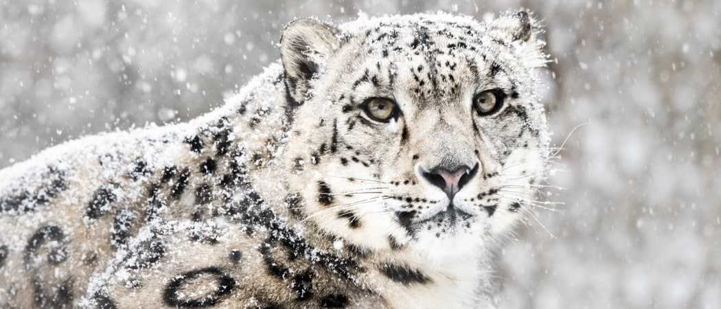 Names for a snow leopard
