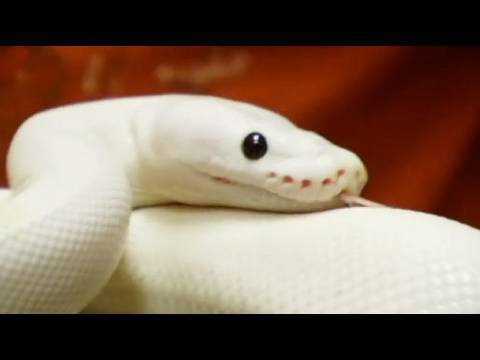 White Snake Names