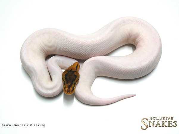  Exotic White Snake Names 