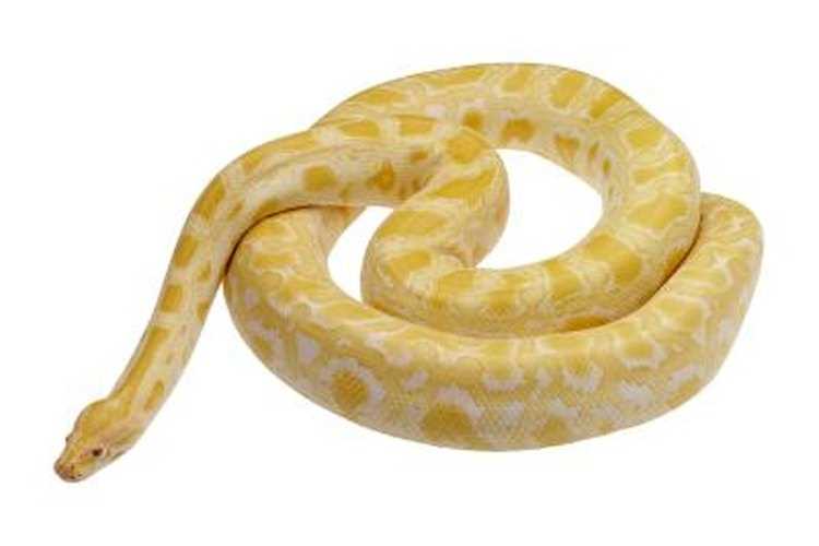 Famous Yellow Snakes: