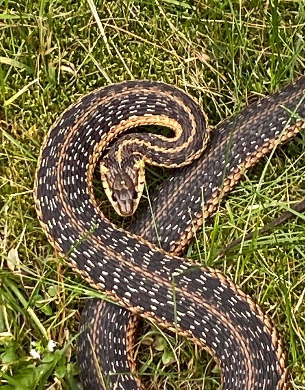 Garter Snakes: Behavior and Diet