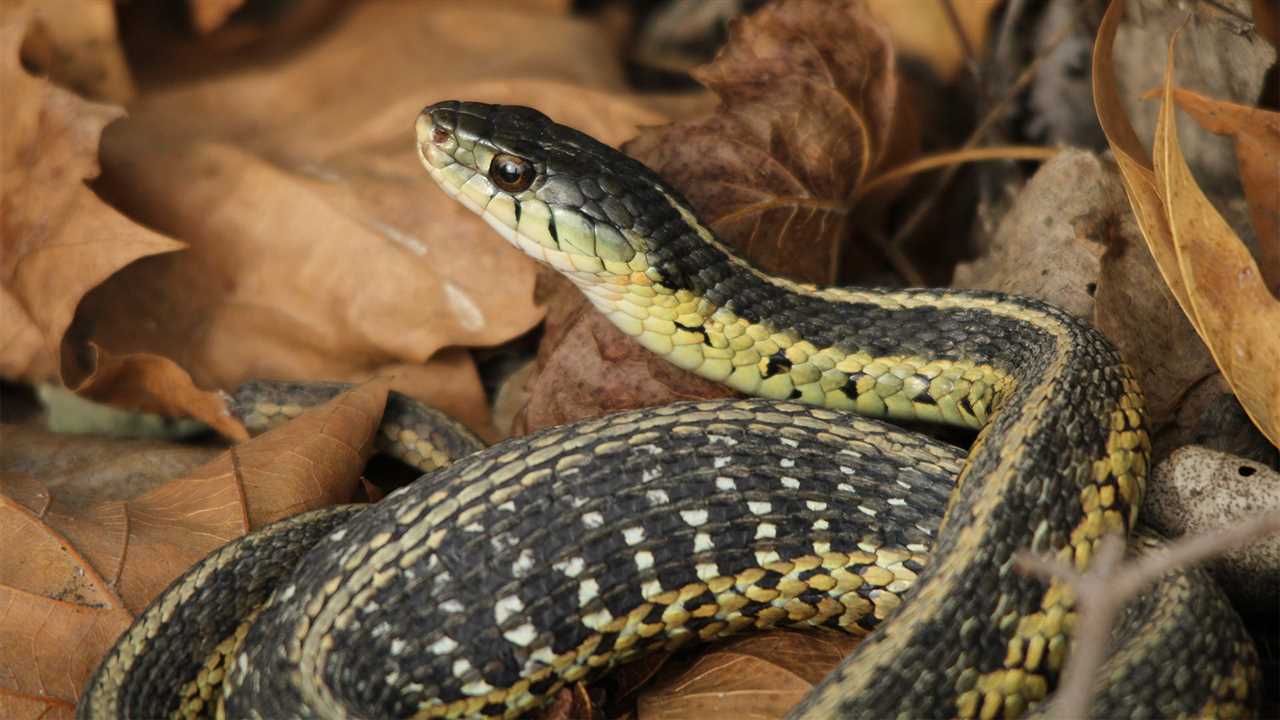 Distribution of New York Garter Snakes