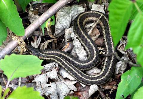 New york garter snakes