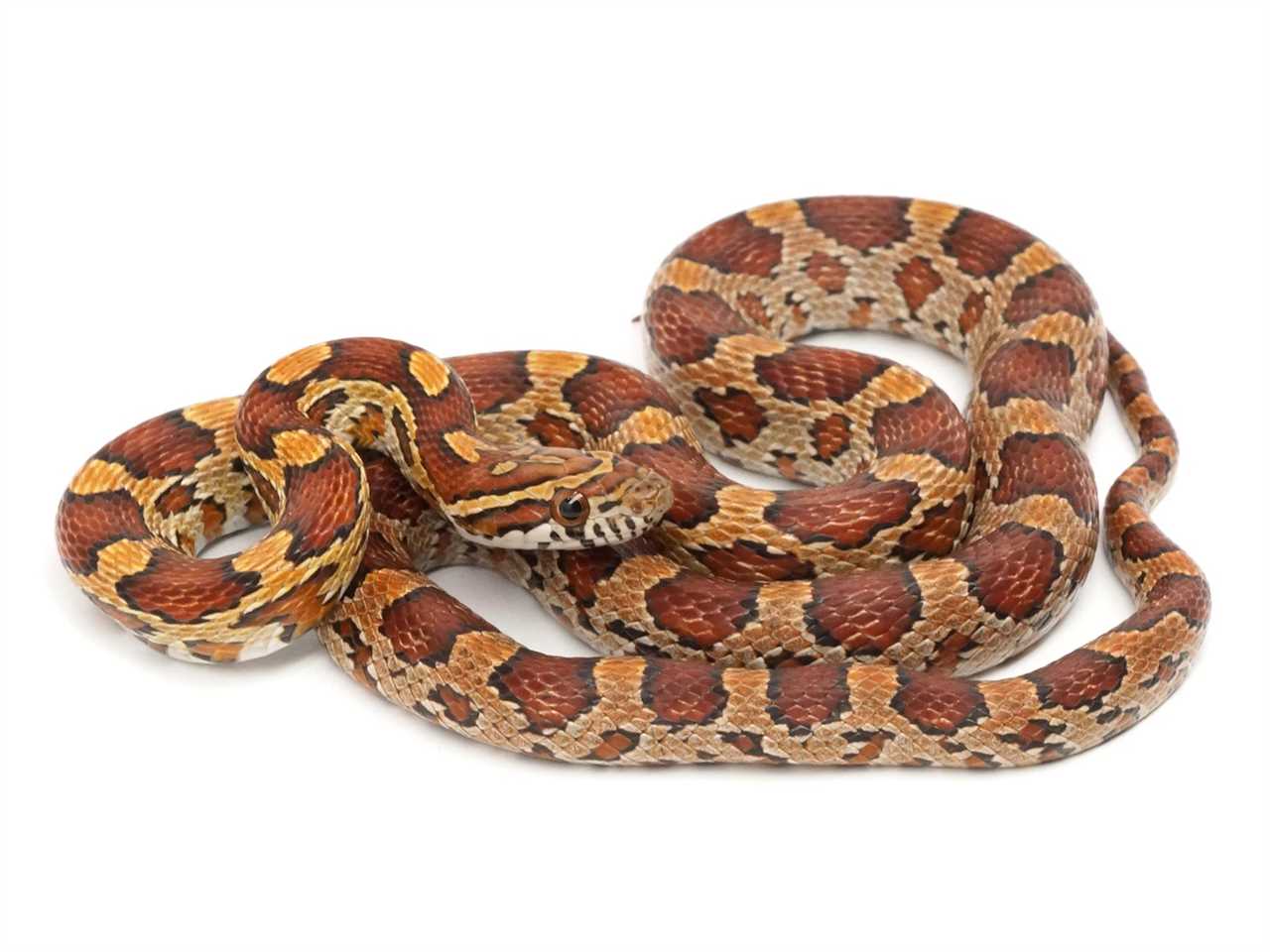 Keeping a Normal Corn Snake as a Pet: Proper Care Guide