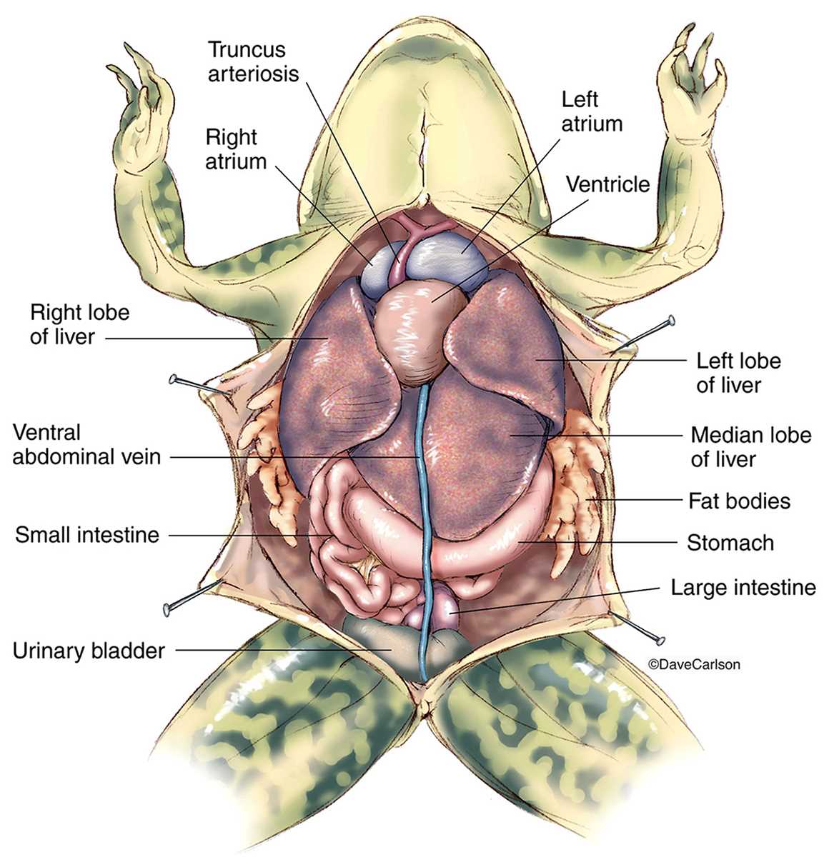 How many lobes does a frog's liver have?
