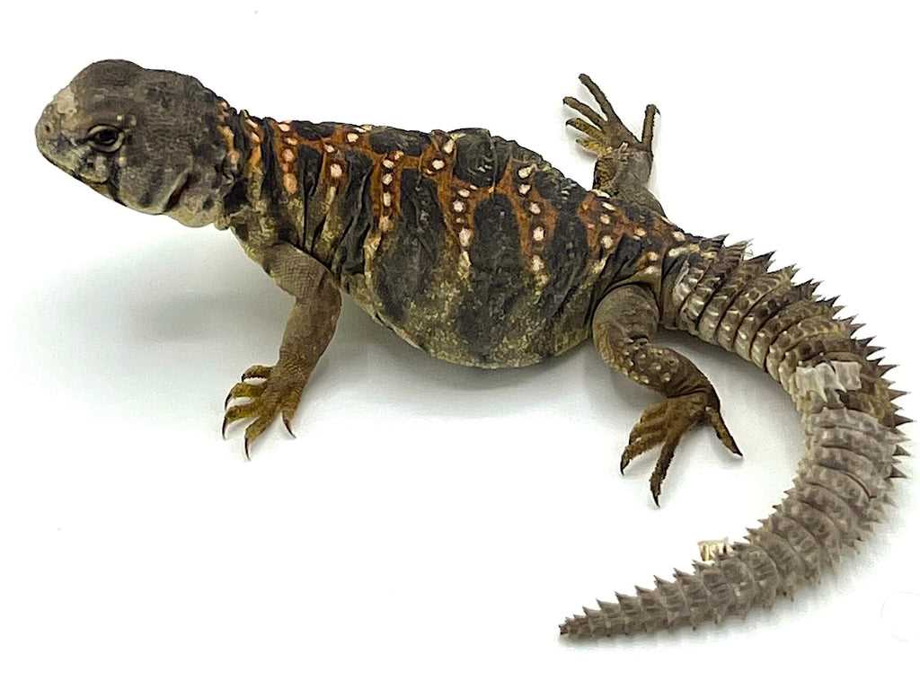 Ocellated uromastyx