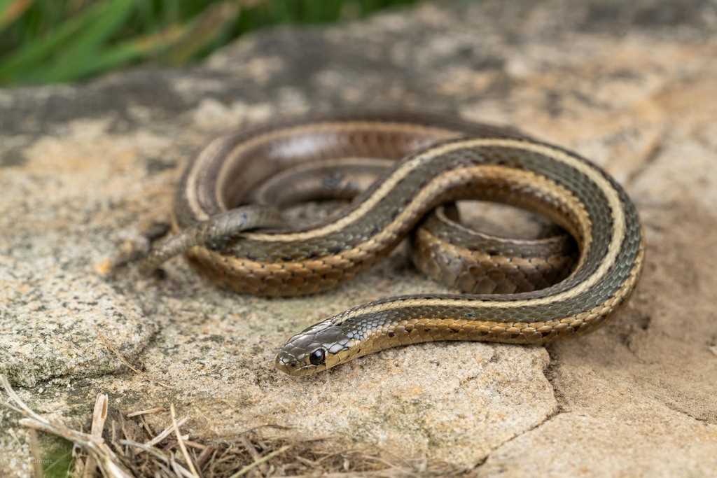 Interesting Facts about the Ohio Garter Snake