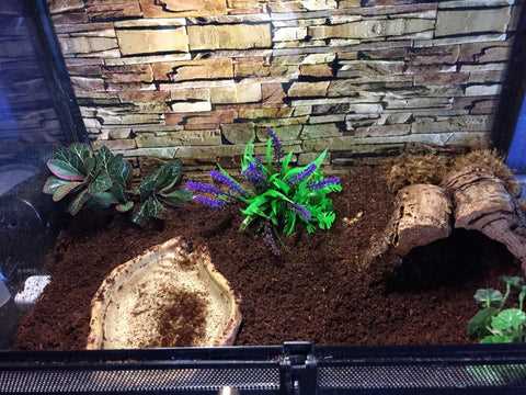 Setting up the Pacman Frog Tank