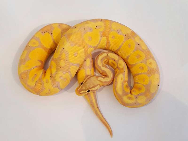 Pastel Banana Ball Python