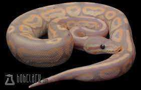 Pastel banana ball python