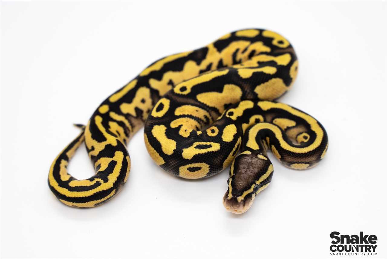 Pastel Fire Ball Python: A Stunning and Distinctive Reptile