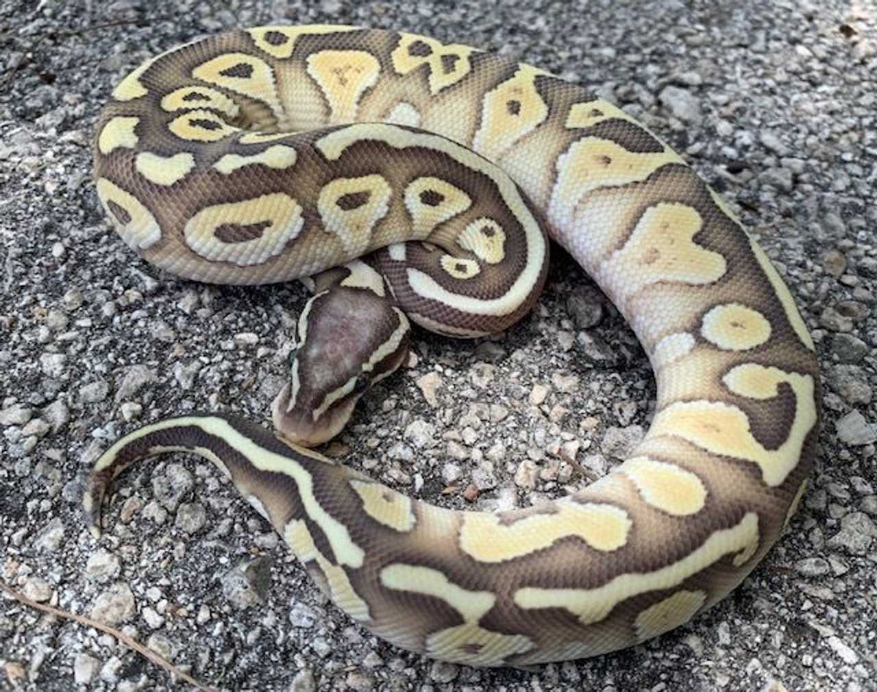 Pastel ghost ball python