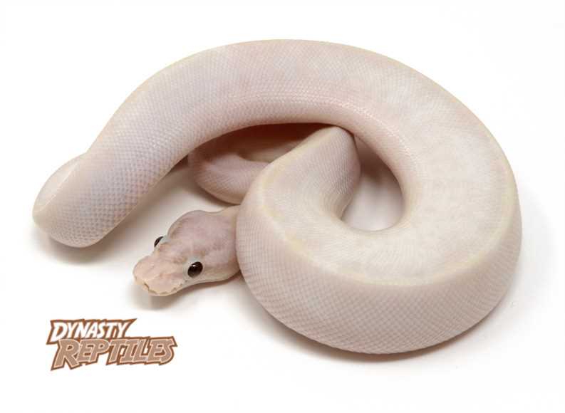 Pastel ivory ball python