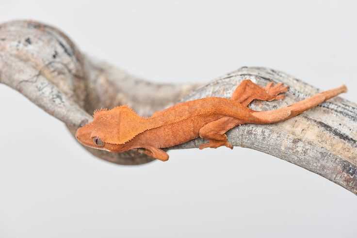 Patternless crested gecko