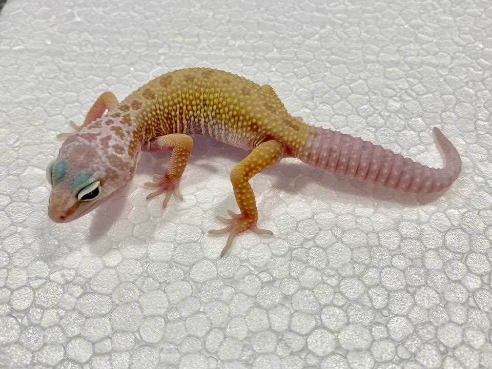 Caring for a Docile Gecko