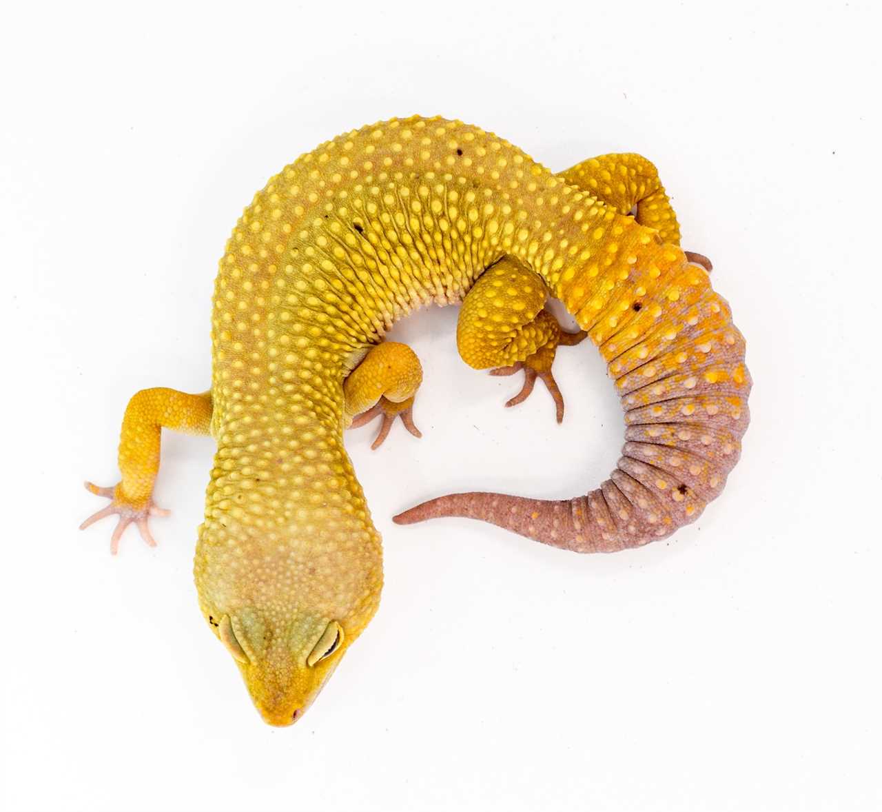 Patternless leopard gecko
