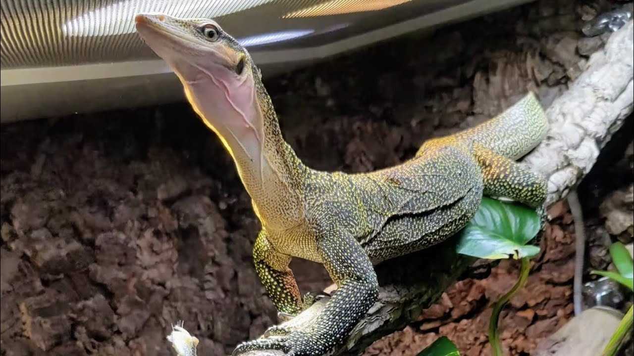 Peach Throat Monitor: The Ultimate Guide for Reptile Enthusiasts ...