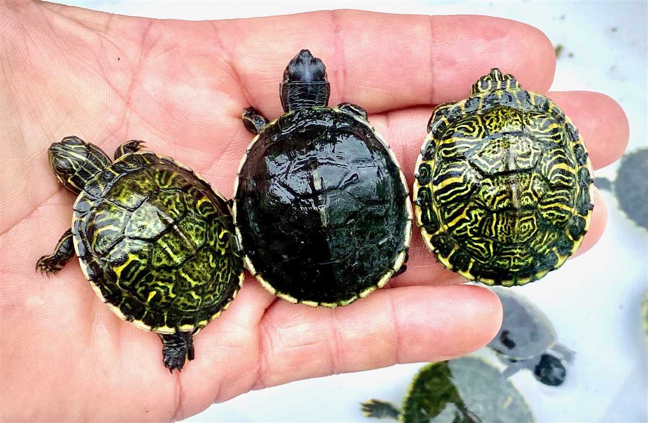 Importance of the Peninsula Cooter Turtle in Ecosystems