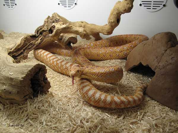 Why Choose a Gopher Snake as a Pet?