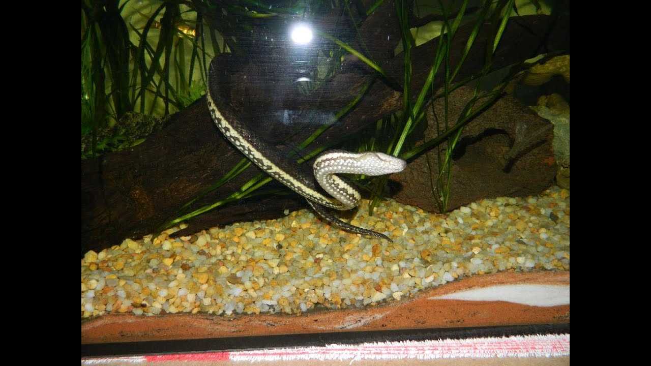 Pet water snake