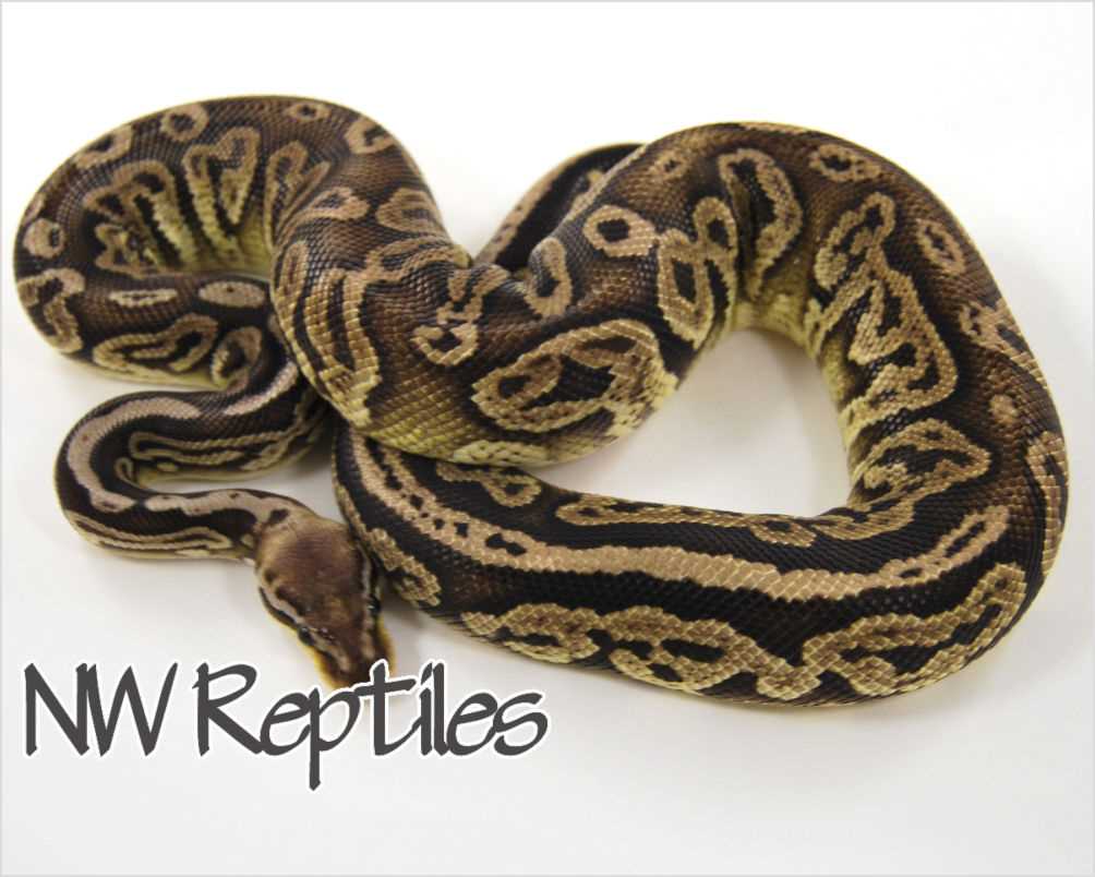 Caring for Pewter Ball Pythons