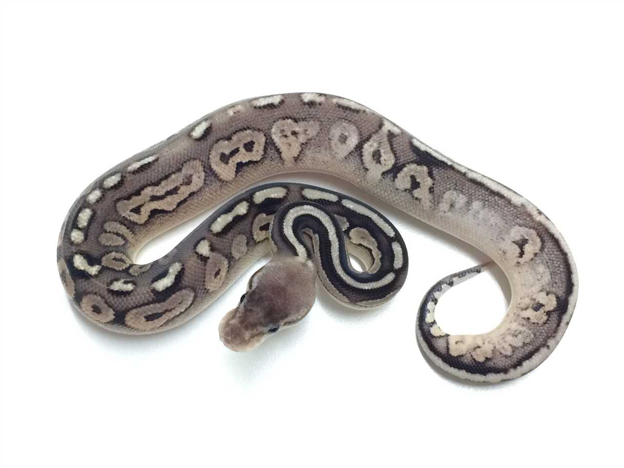 Breeding Pewter Ball Pythons