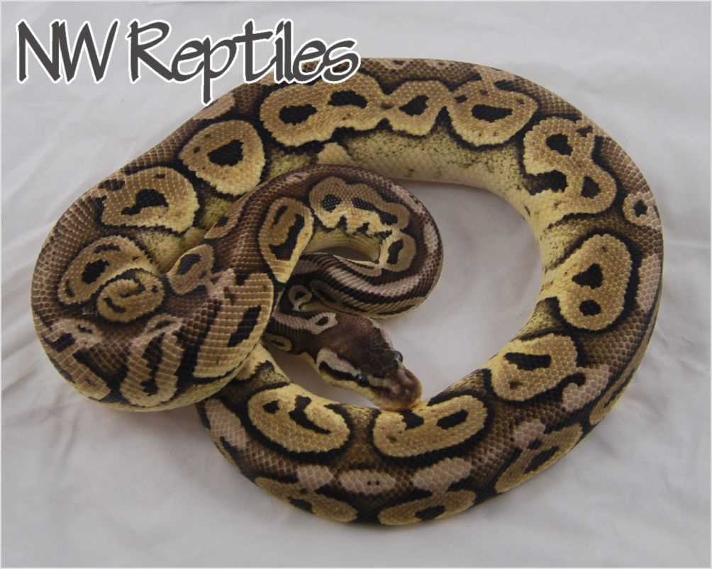 Pewter Ball Python Morphs