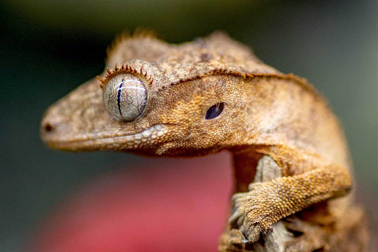 Pictures of a crested gecko