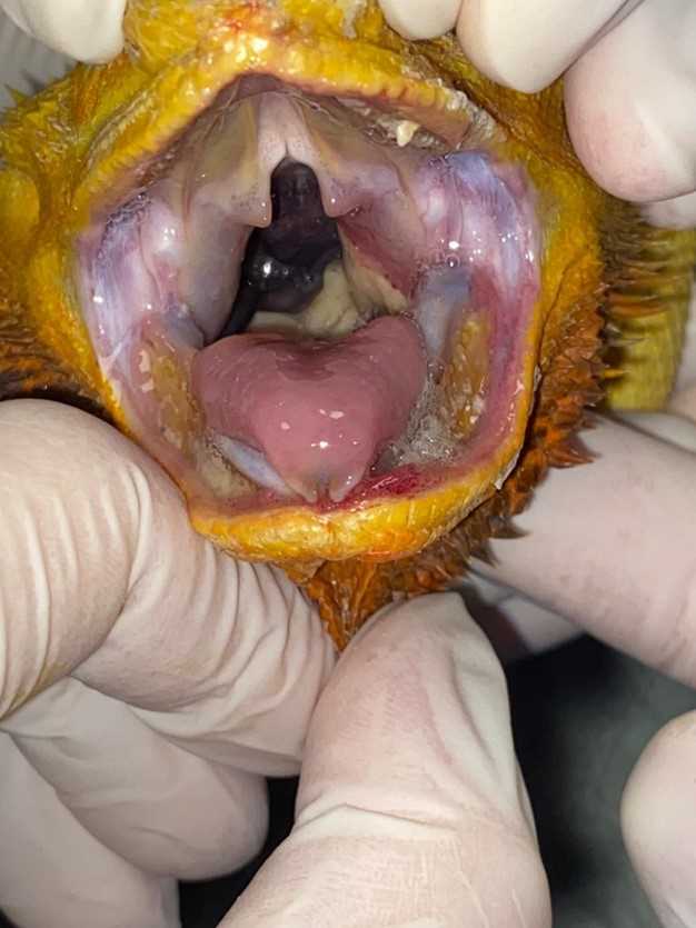 Causes of Mouth Rot