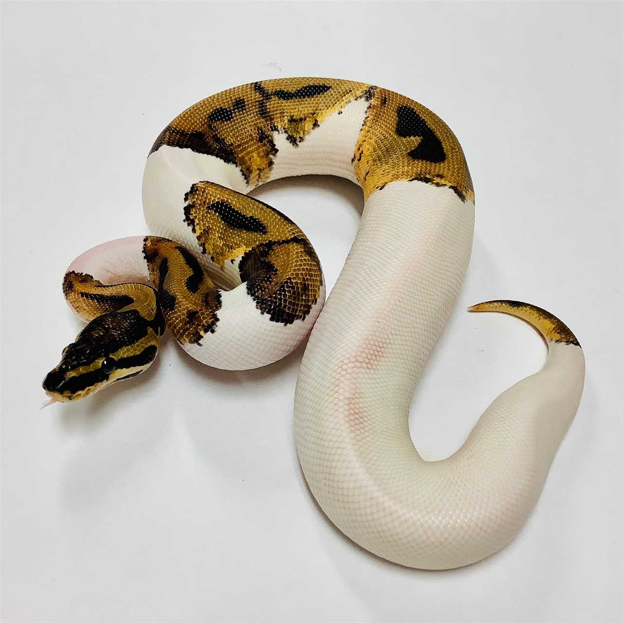 Genetics of Piebald Pythons