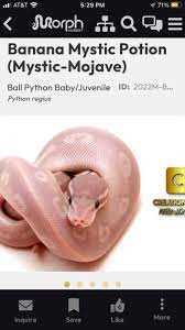 Diet and Feeding Habits of Pink Ball Python