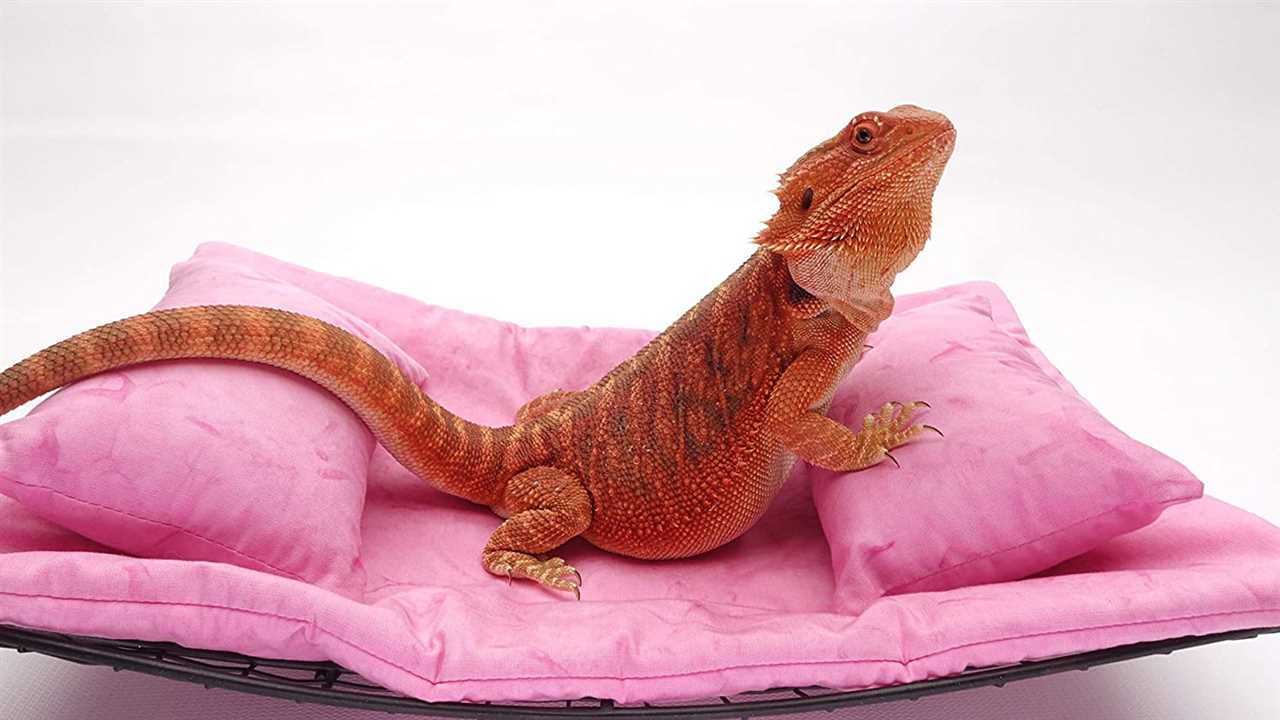 Pink Bearded Dragons: Unique and Vibrant Pets