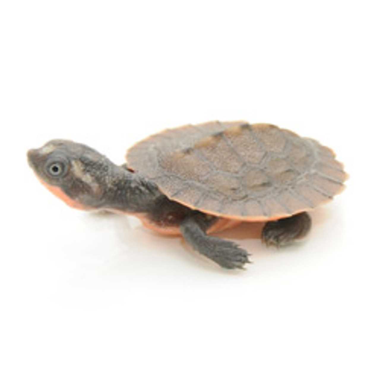 Pink belly snapping turtle