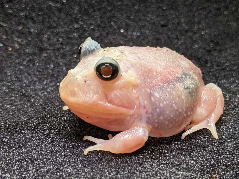 Raising Juvenile Frogs