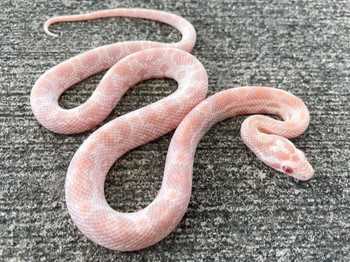 A Wide Selection of Pink Snakes