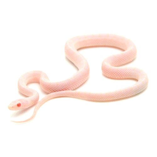 Why Choose a Pink Snake as a Pet?