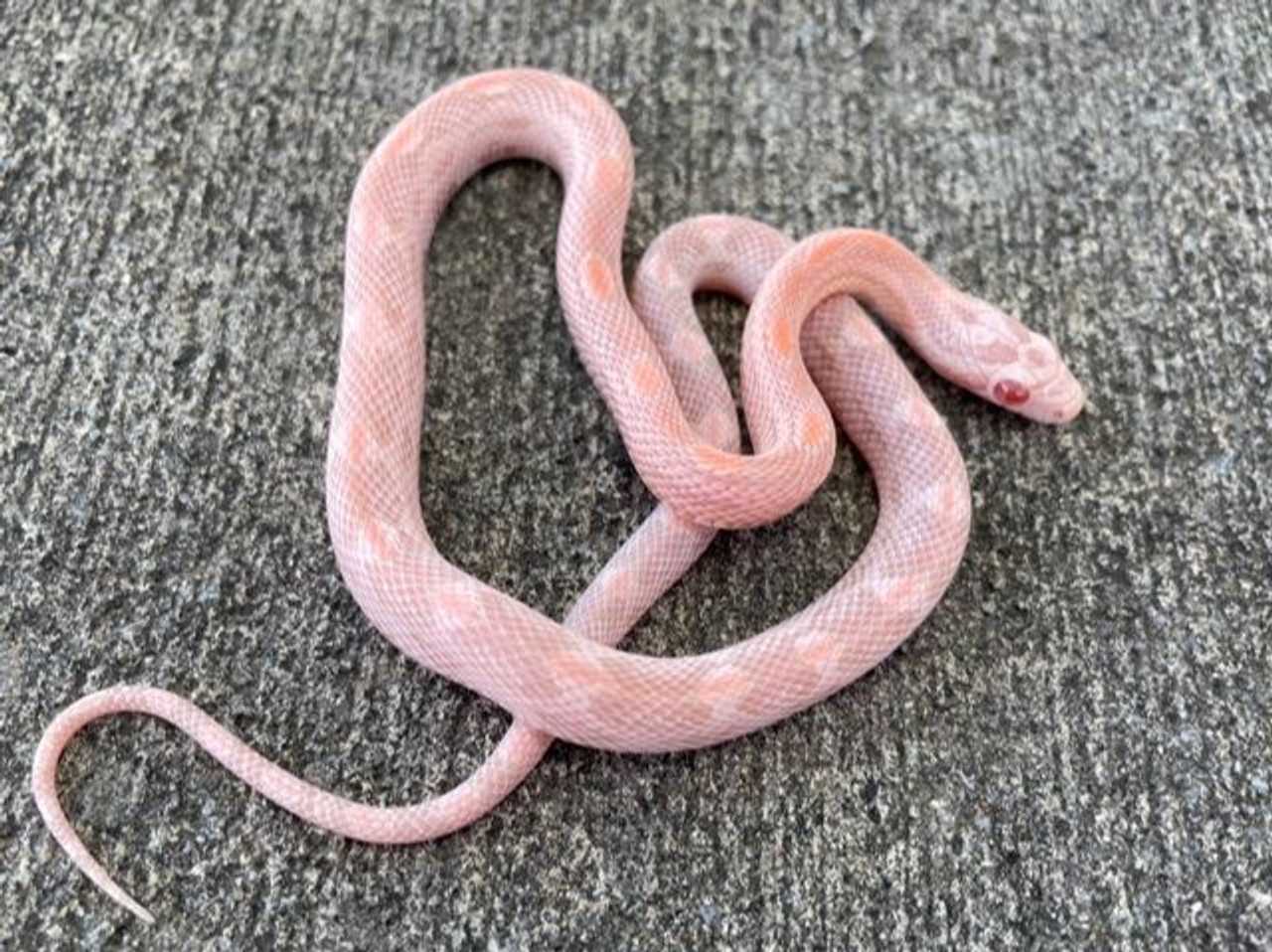 Easy Care Tips for Your Pink Snake