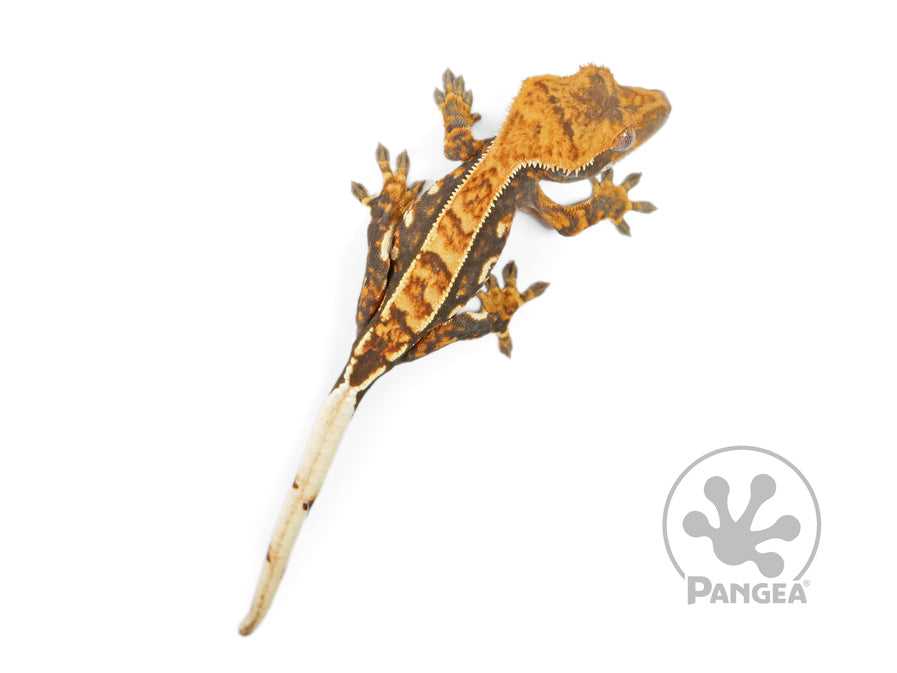 The Behavior and Temperament of Pinstripe Crested Gecko
