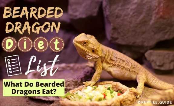 Printable bearded dragon food chart