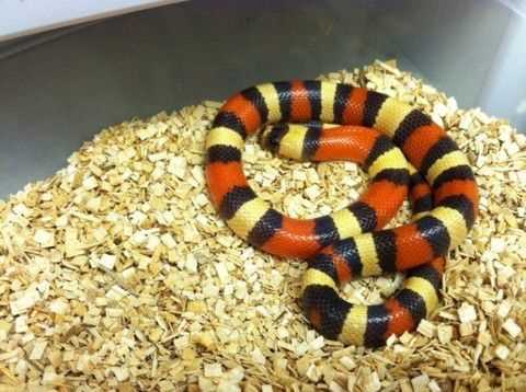 One of the most fascinating features of the Pueblan Apricot Milk Snake is its apricot-colored scales. These scales vary in shades of orange and red, creating a mesmerizing mosaic pattern that runs along its slender body. The gentle sheen of these scales enhances the snake's beauty and makes it stand out among other reptiles in the wild.