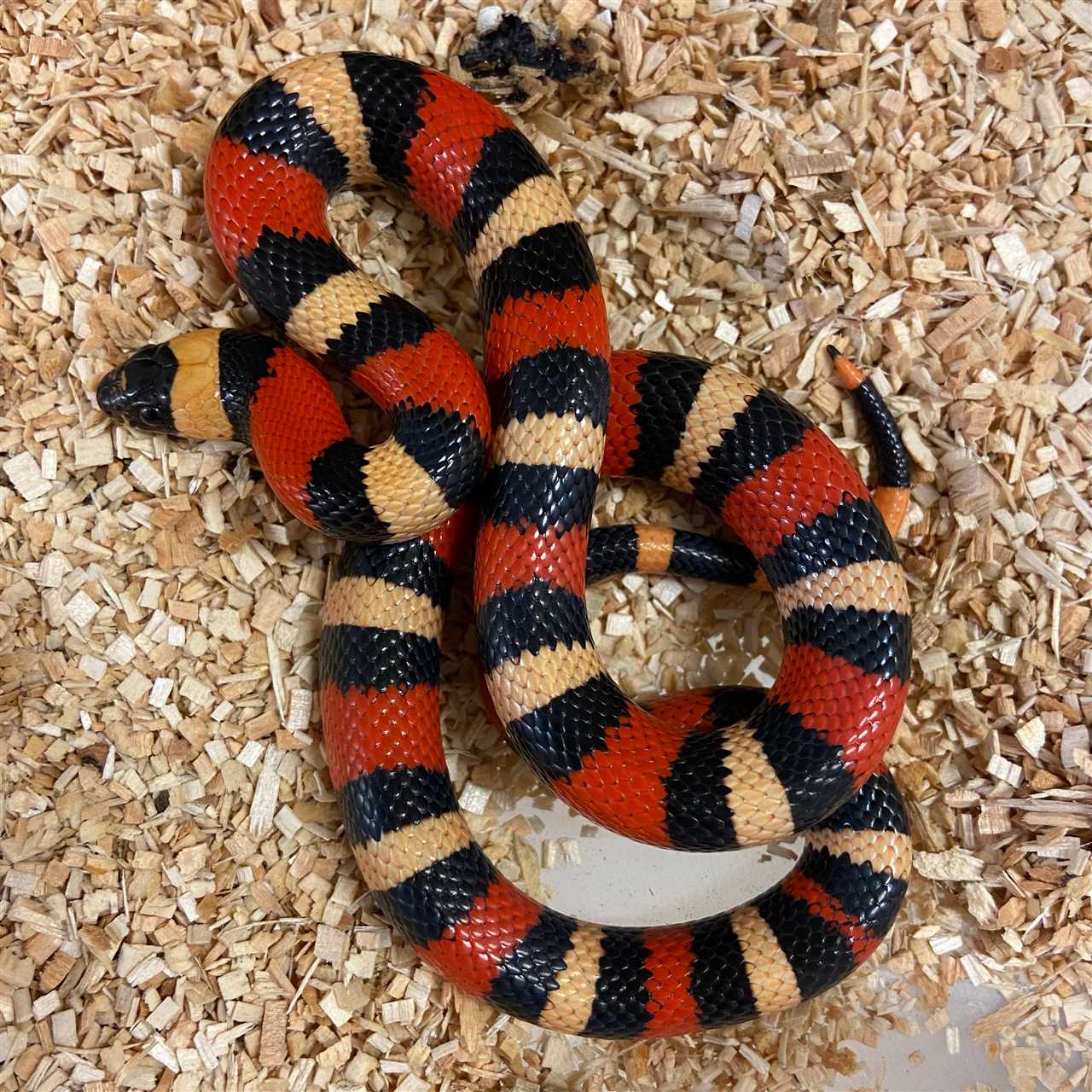 Unlike other snakes that might instill fear, the Pueblan Apricot Milk Snake is known for its docile temperament, making it a popular choice among reptile enthusiasts. Its calm demeanor, combined with its stunning appearance, makes it an excellent pet for those who appreciate the unique beauty and charm of snakes.